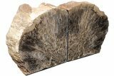 Polished Petrified Featherwood Bookends - Arizona #210841-1